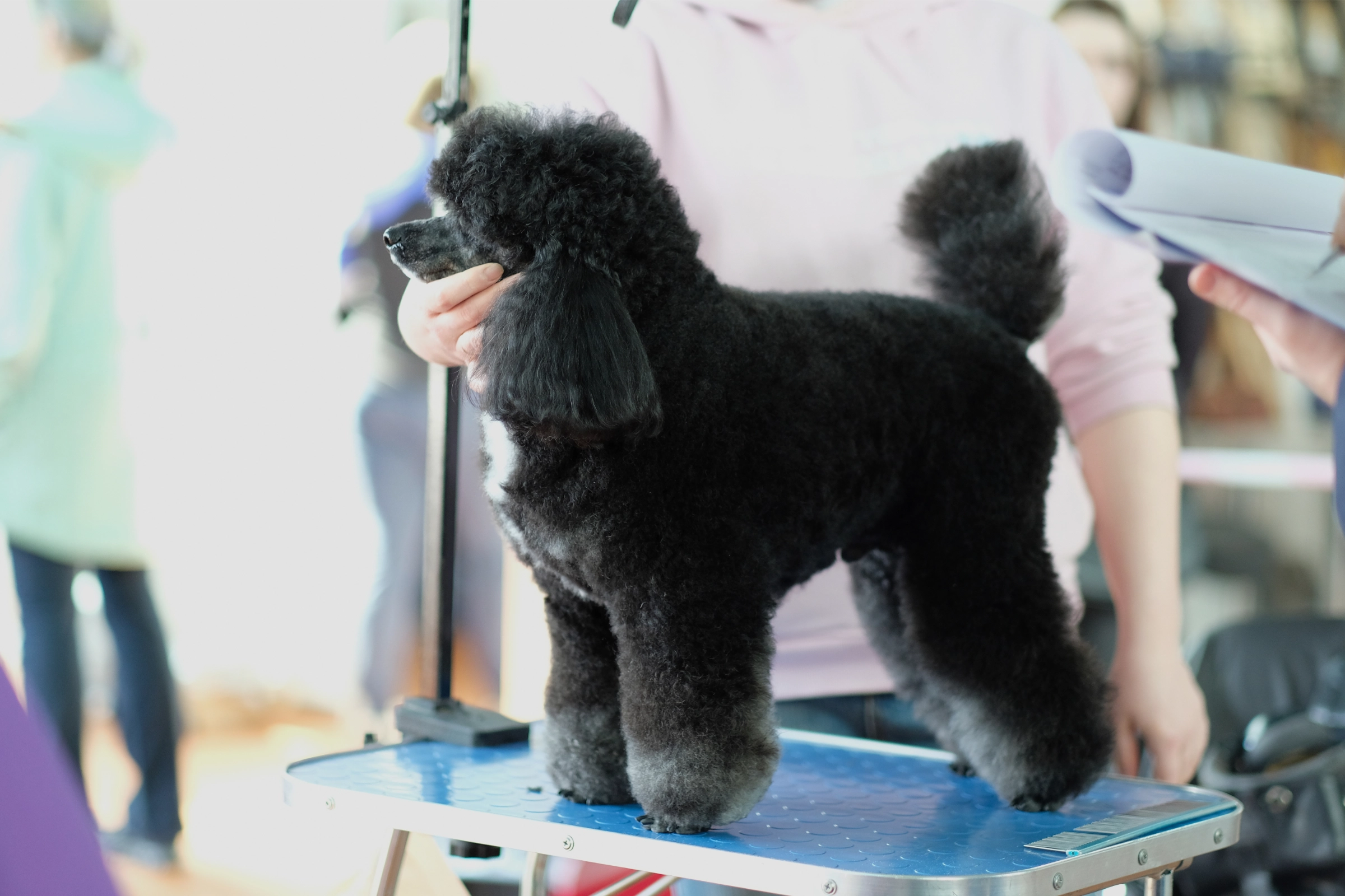 black poodle at groomers