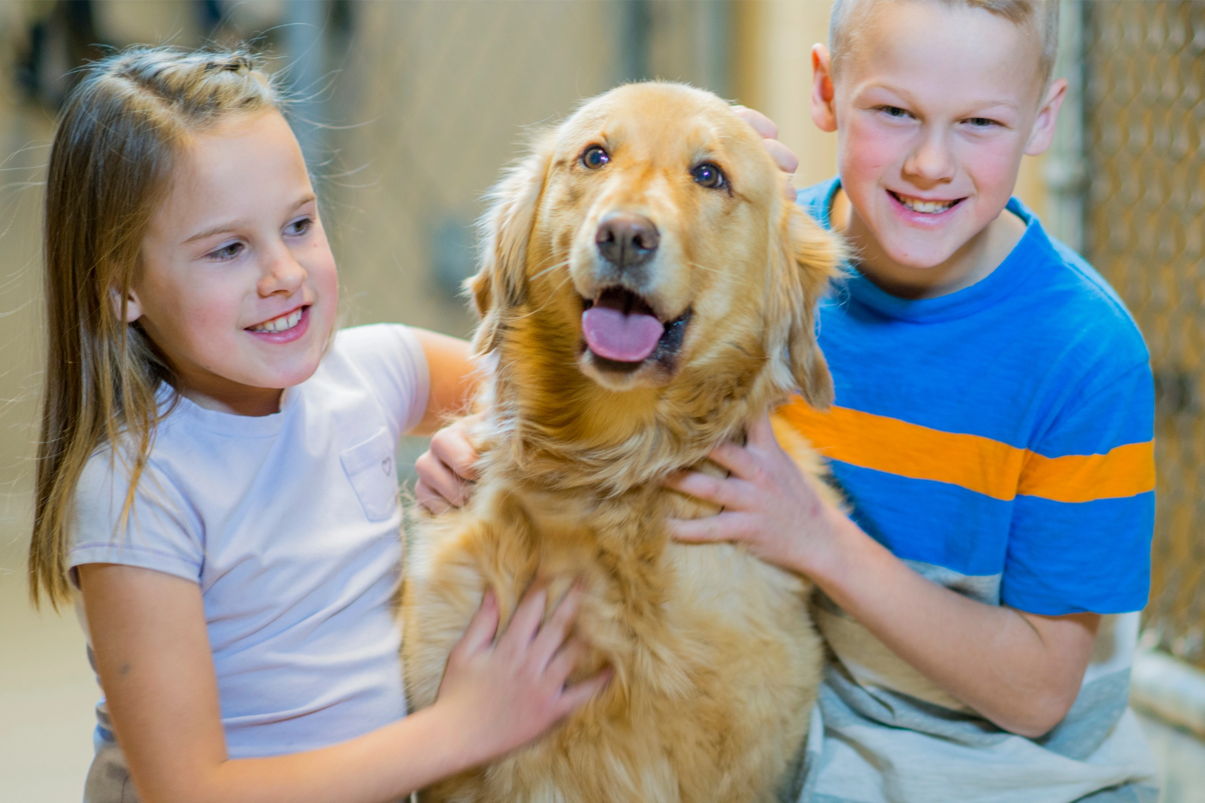 golden retriever with two kids