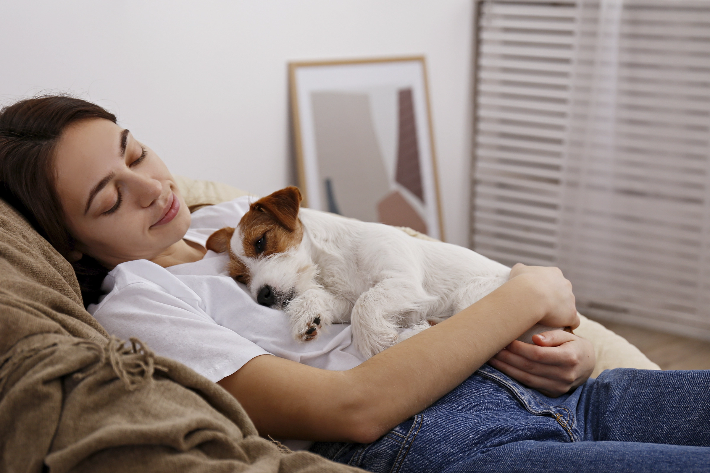 jack russell terrier relaxed at home