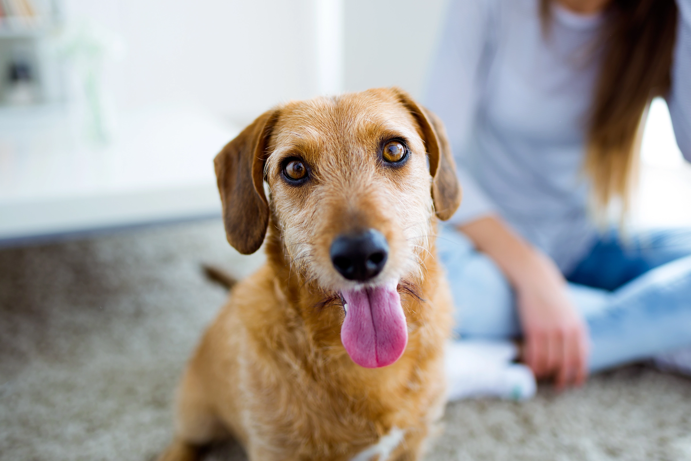 New Foster Dog Tips for a Successful Fostering Experience