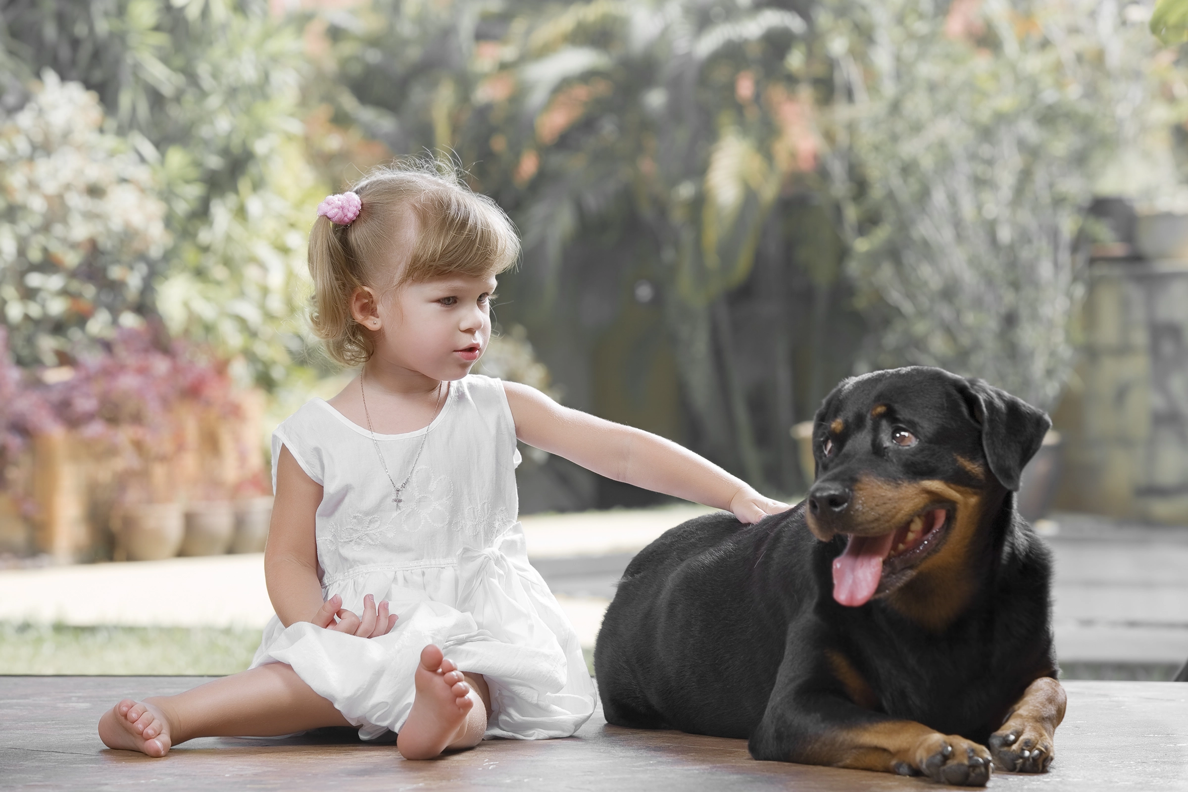 rottweiler guard dog with girl