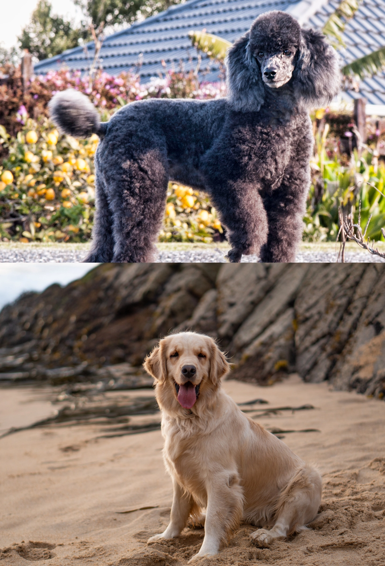 standard poodle and golden retriever