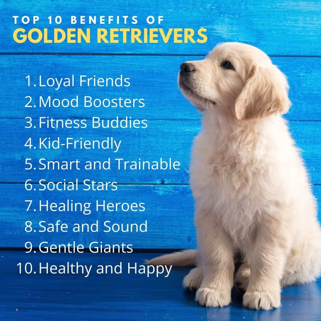 10 golden retriever benefits