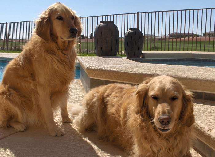 Lucky and Penny our beautiful Golden Retrievers aging way too soon