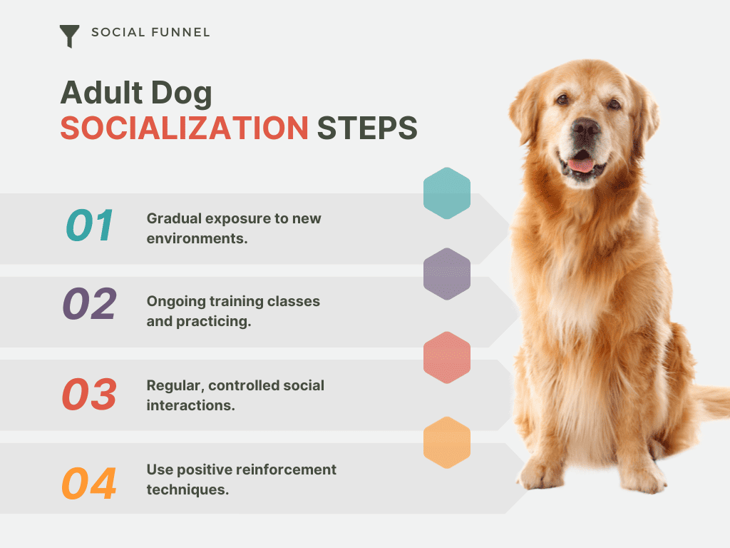 adult dog socialization steps
