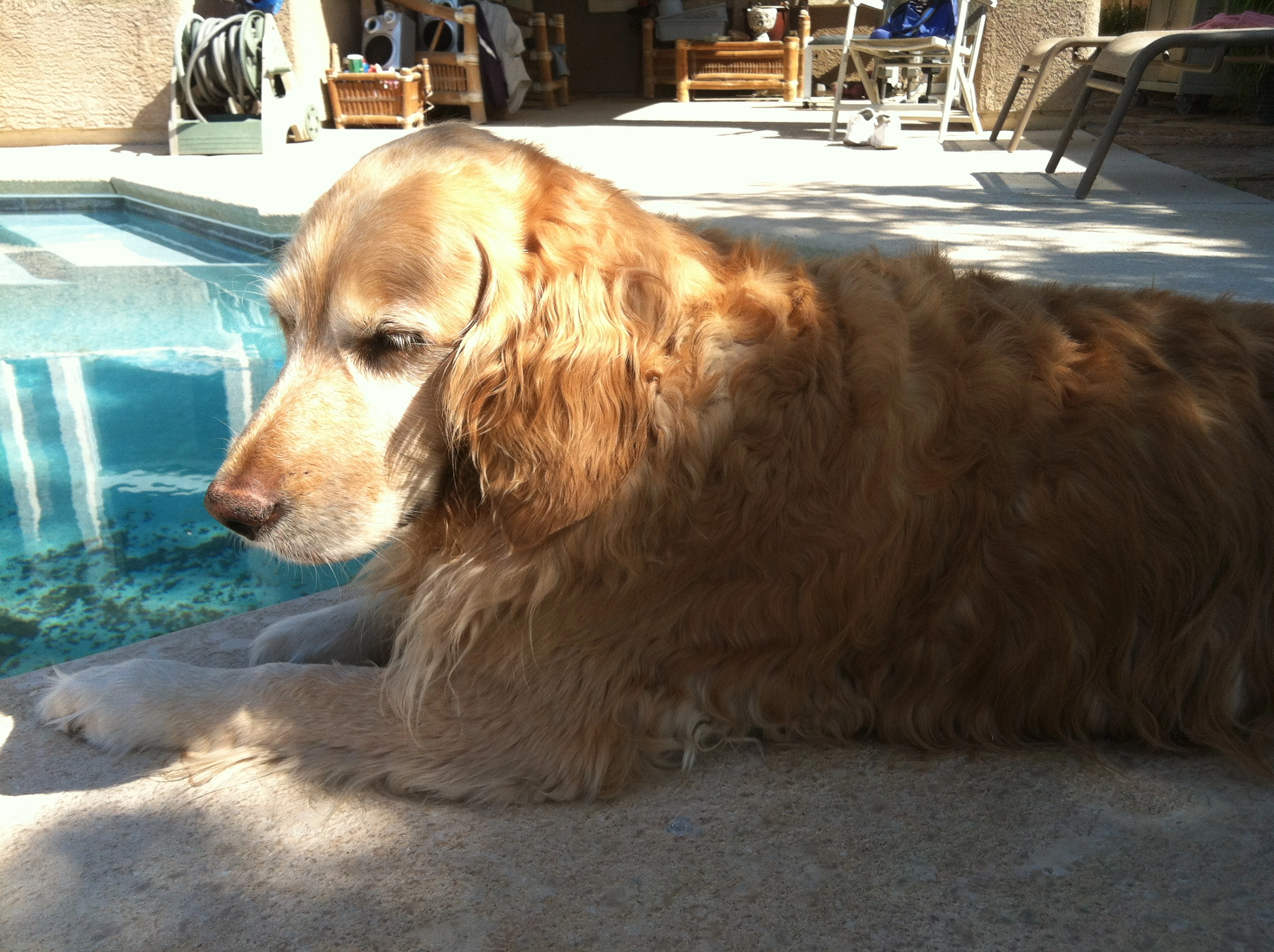 aging golden retriever laying by the pool