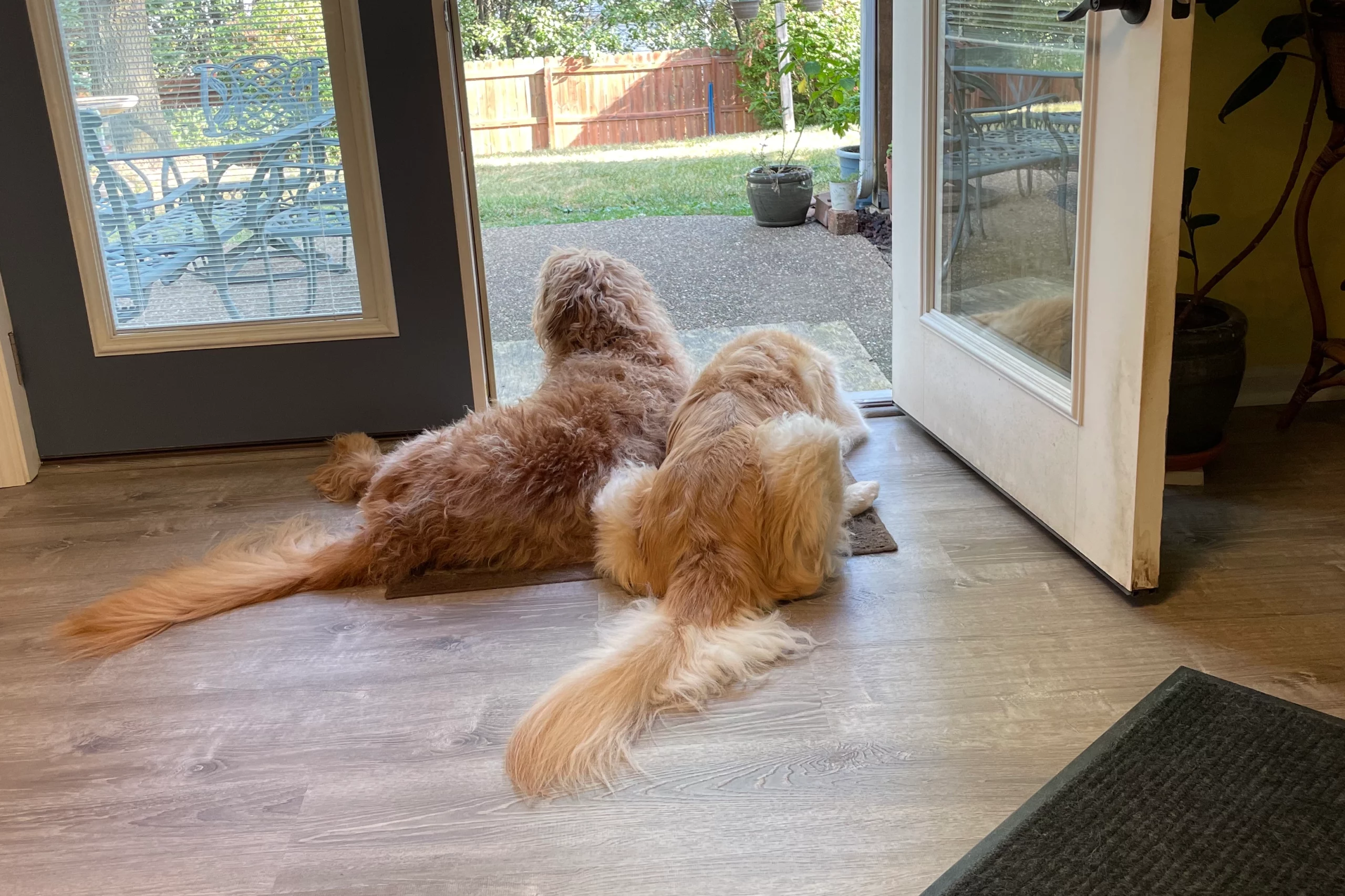 are goldendoodles good guard dogs at home
