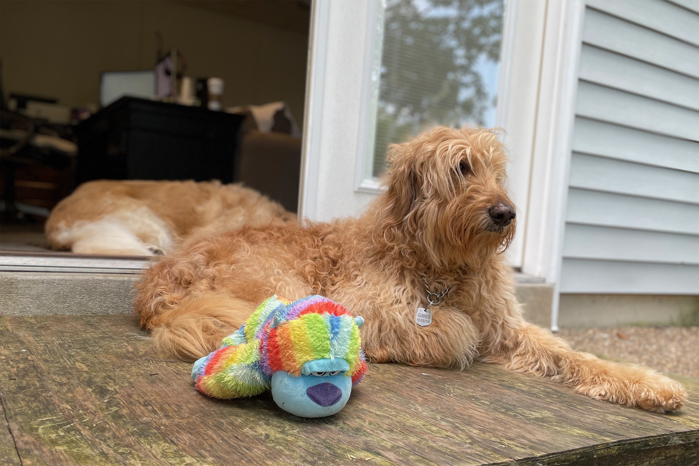 Are Goldendoodles Good Guard Dogs by Nature? The Real Truth