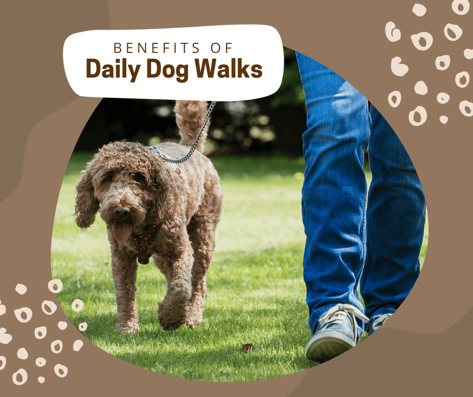 benefits of daily dog walks
