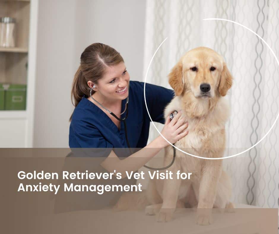 dealing with golden retriever anxiety at vet
