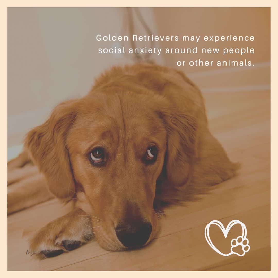 dealing with golden retriever anxiety infographic