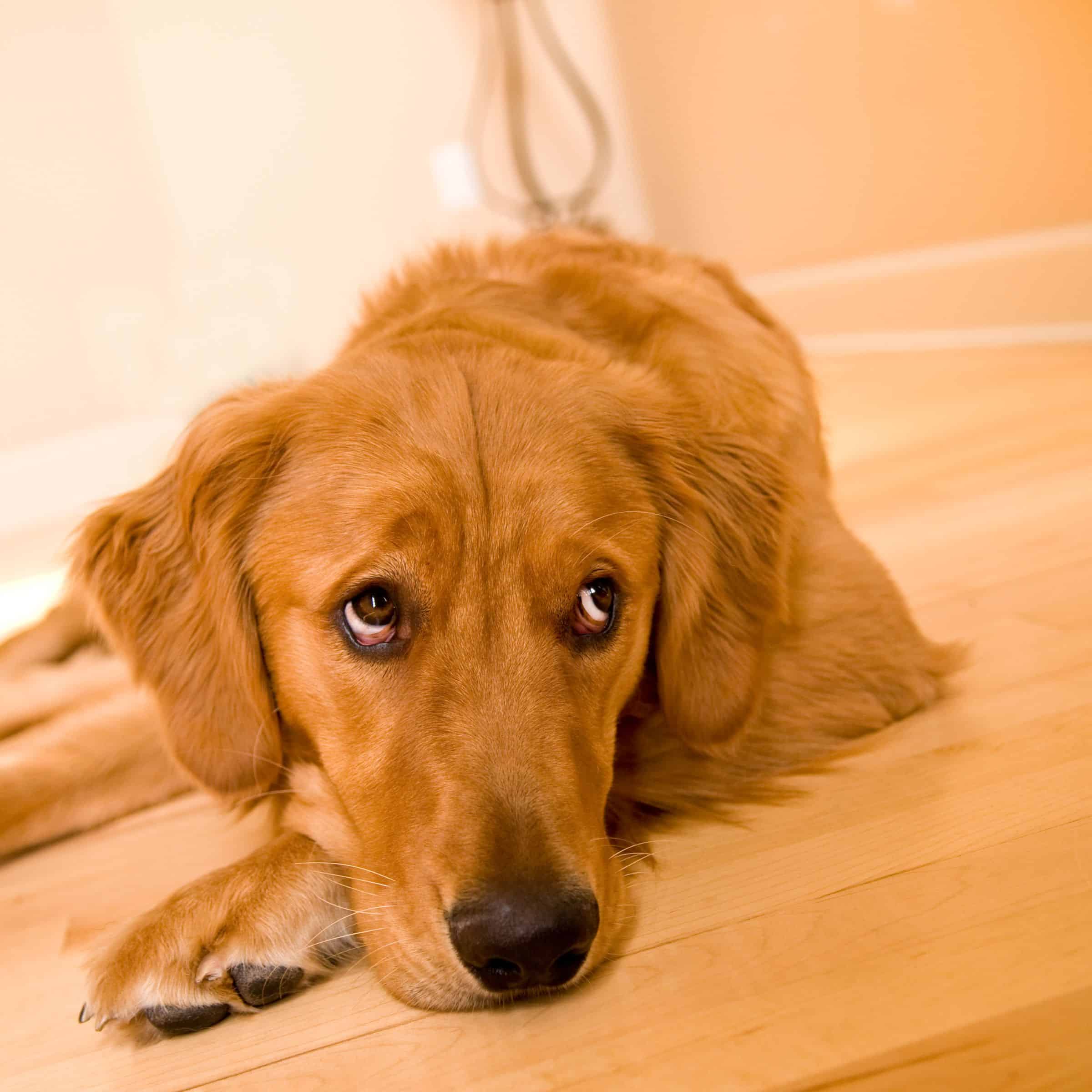 dealing-with-golden-retriever-anxiety-nerves - Dogs for Vets