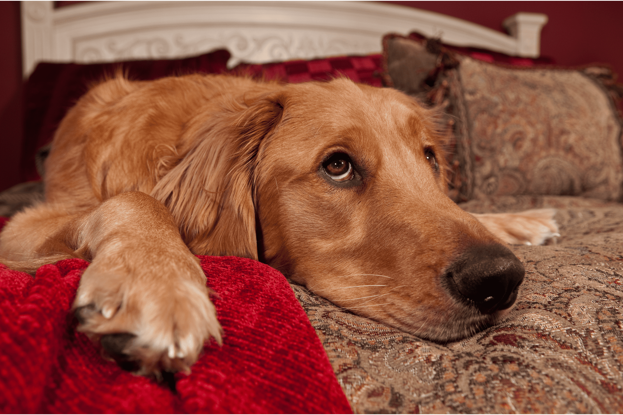 Picture of dealing with golden retriever anxiety - Dogs for Vets