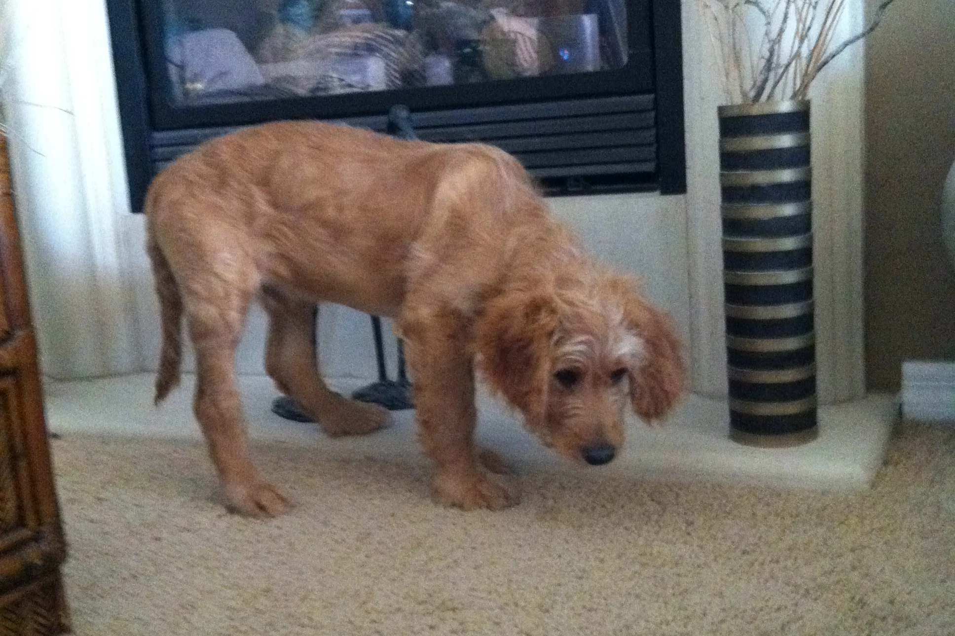 gangly goldendoodle puppy