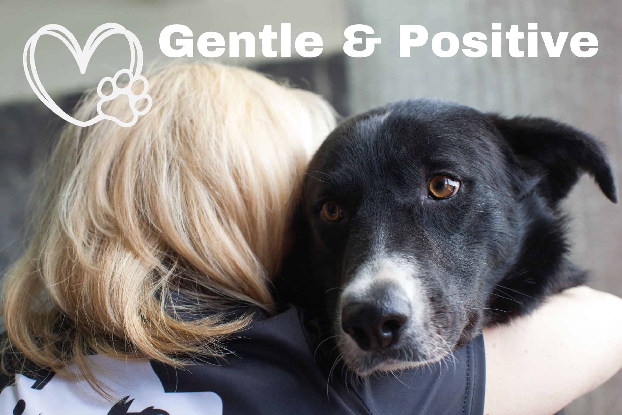 gentle positive approaches to dogs