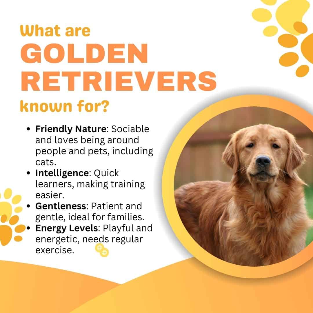 golden retrievers are known for