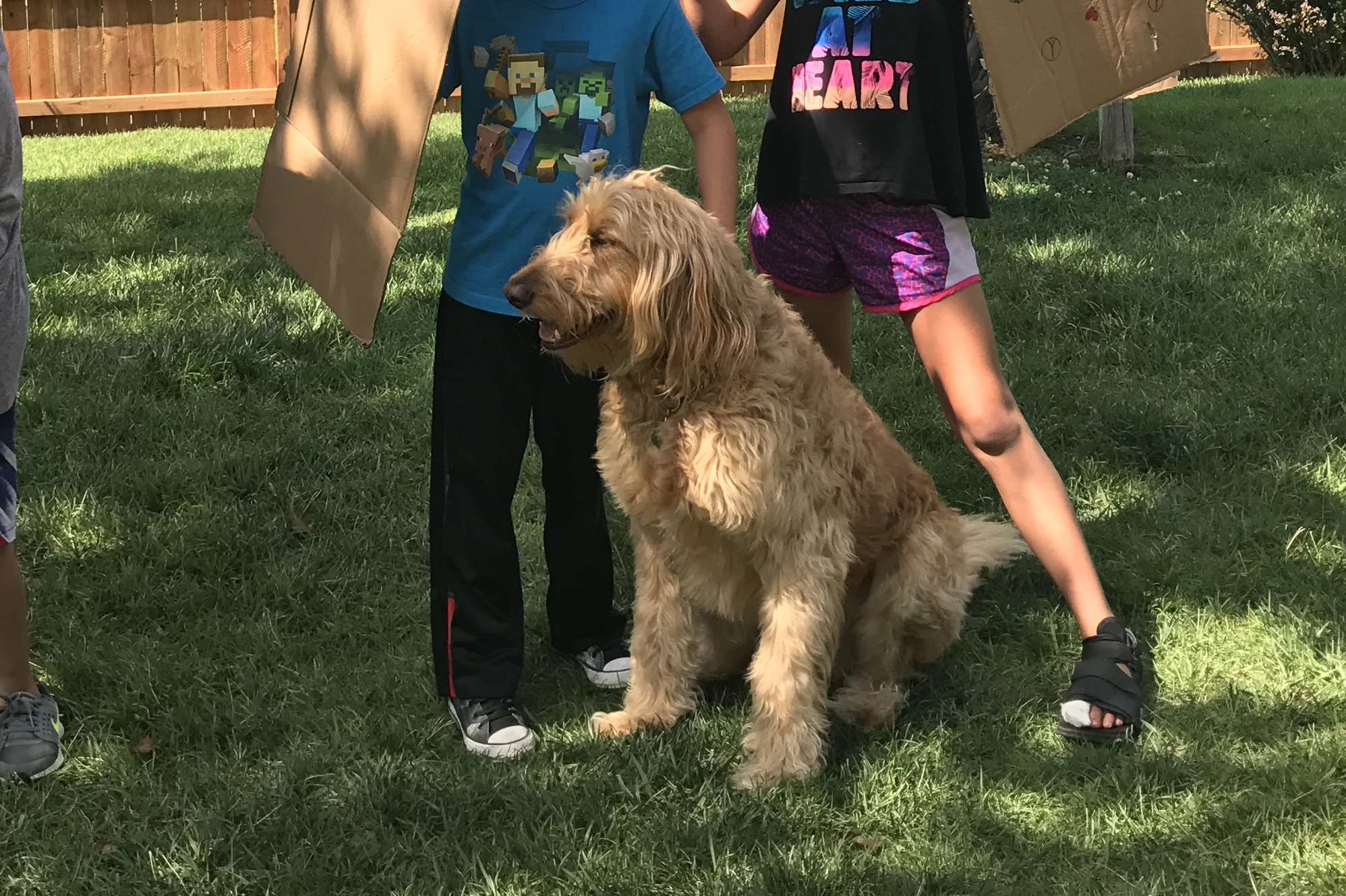 goldendoodle interacting with children