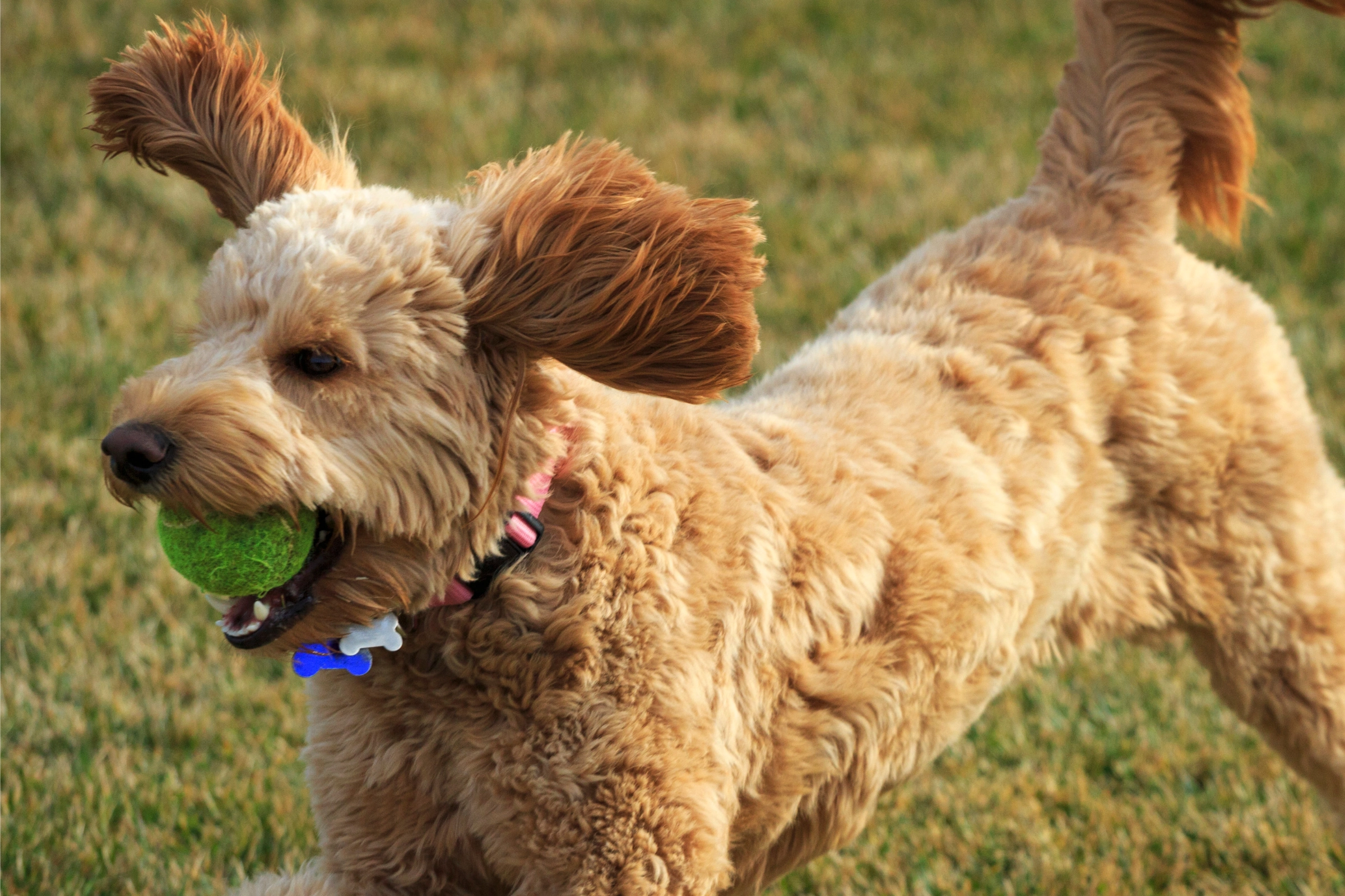goldendoodle puppy playing with ball