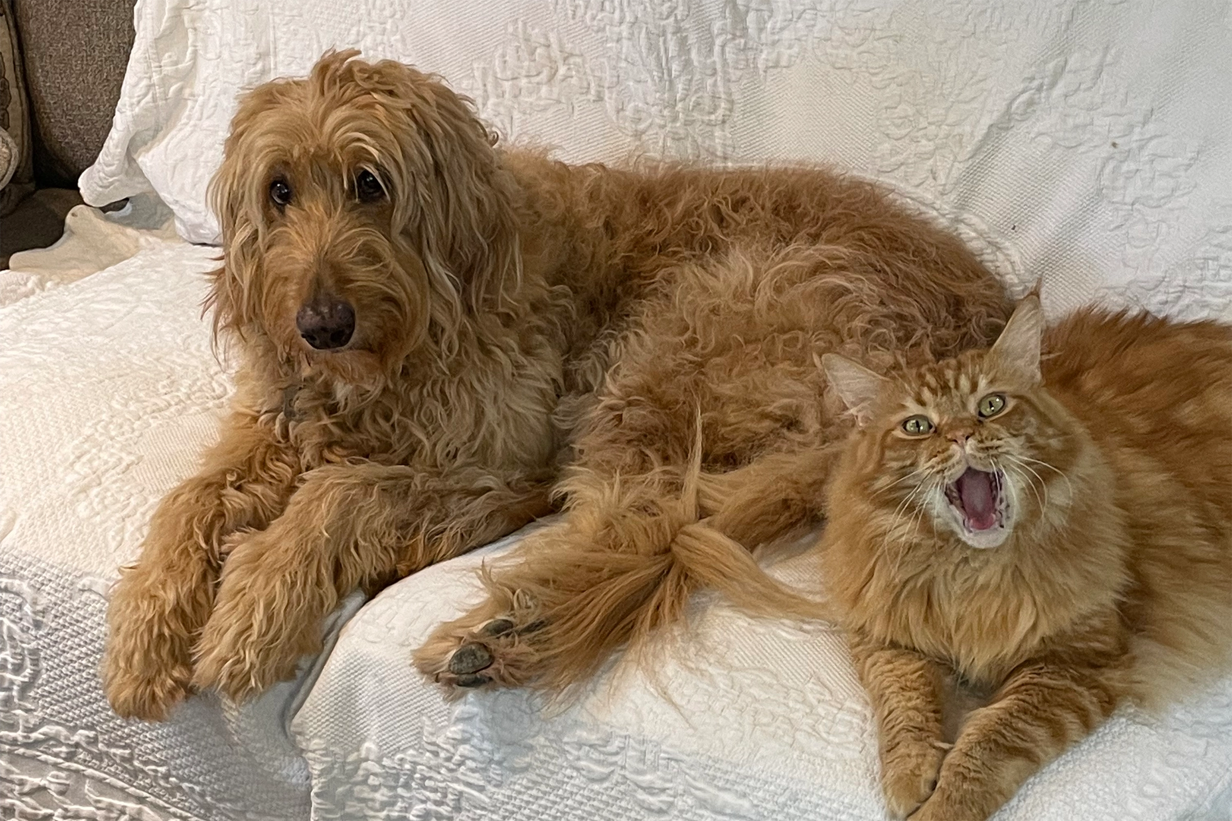 goldendoodle with cat