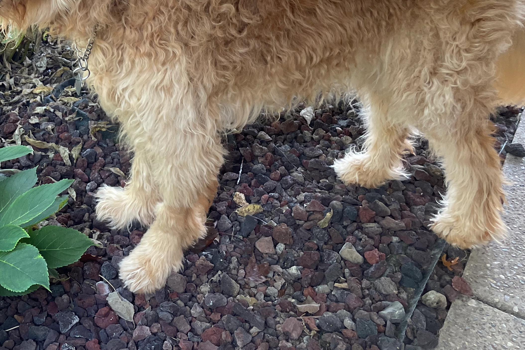 gunner goldendoodle paws