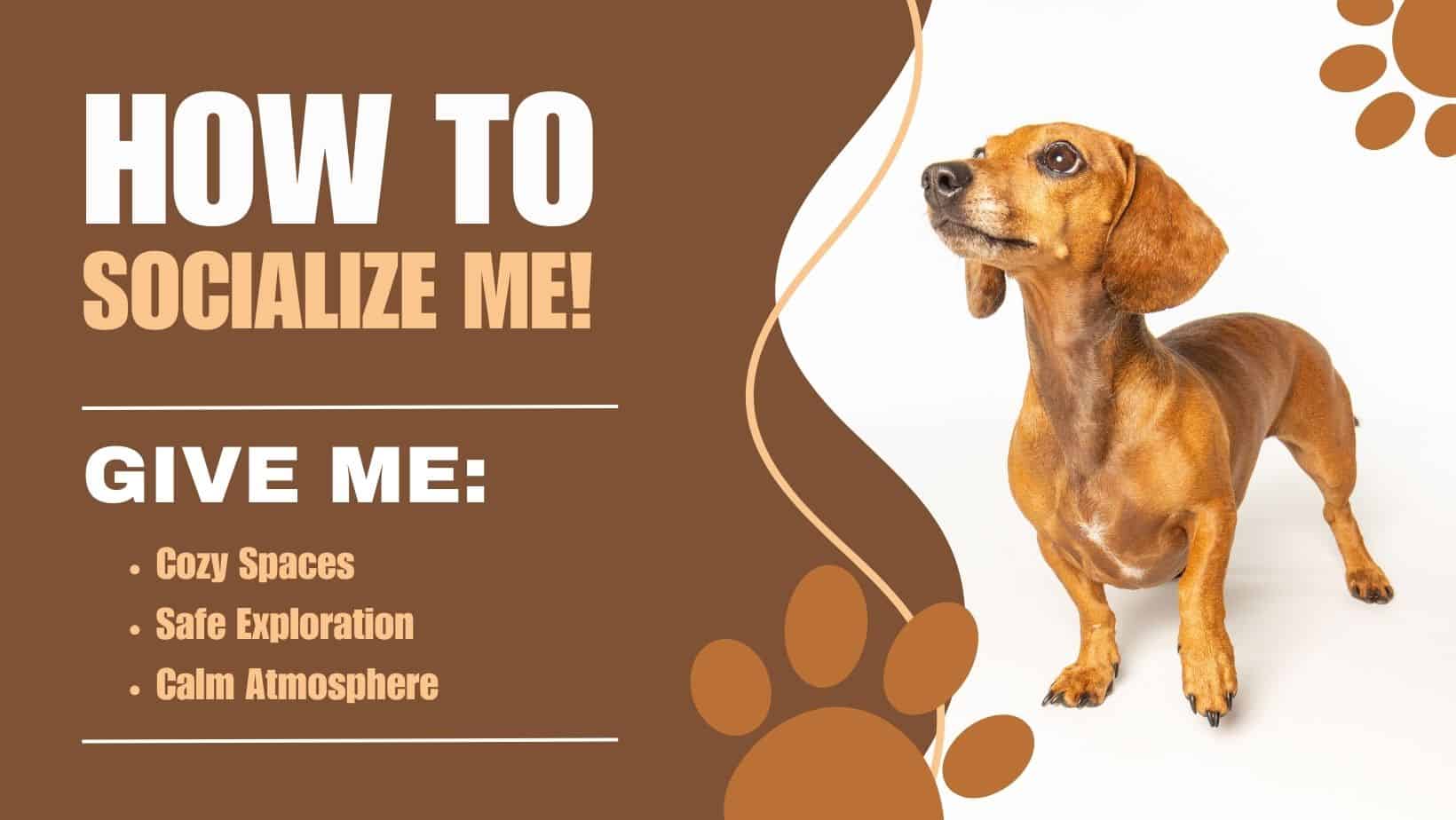 how to socialize a rescue dog