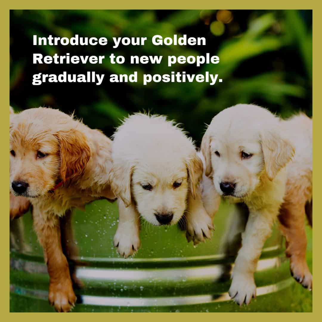 introduction tips for golden retrievers