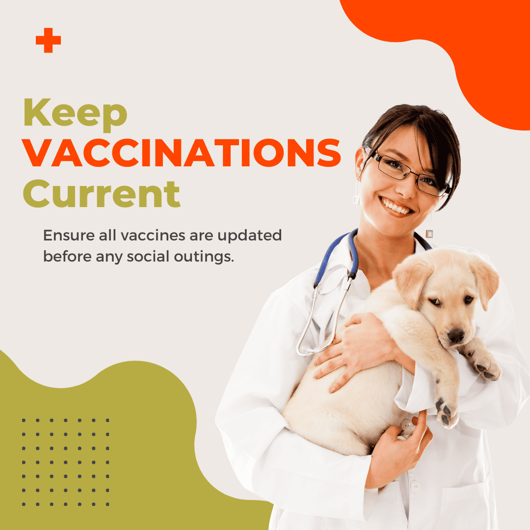 keep dog vaccinations current