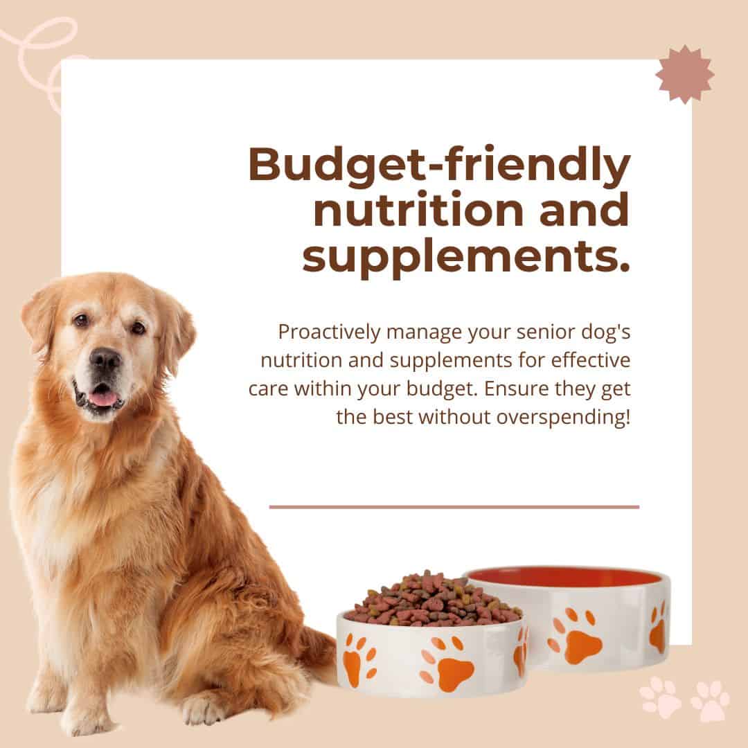older dog nutrition and supplements