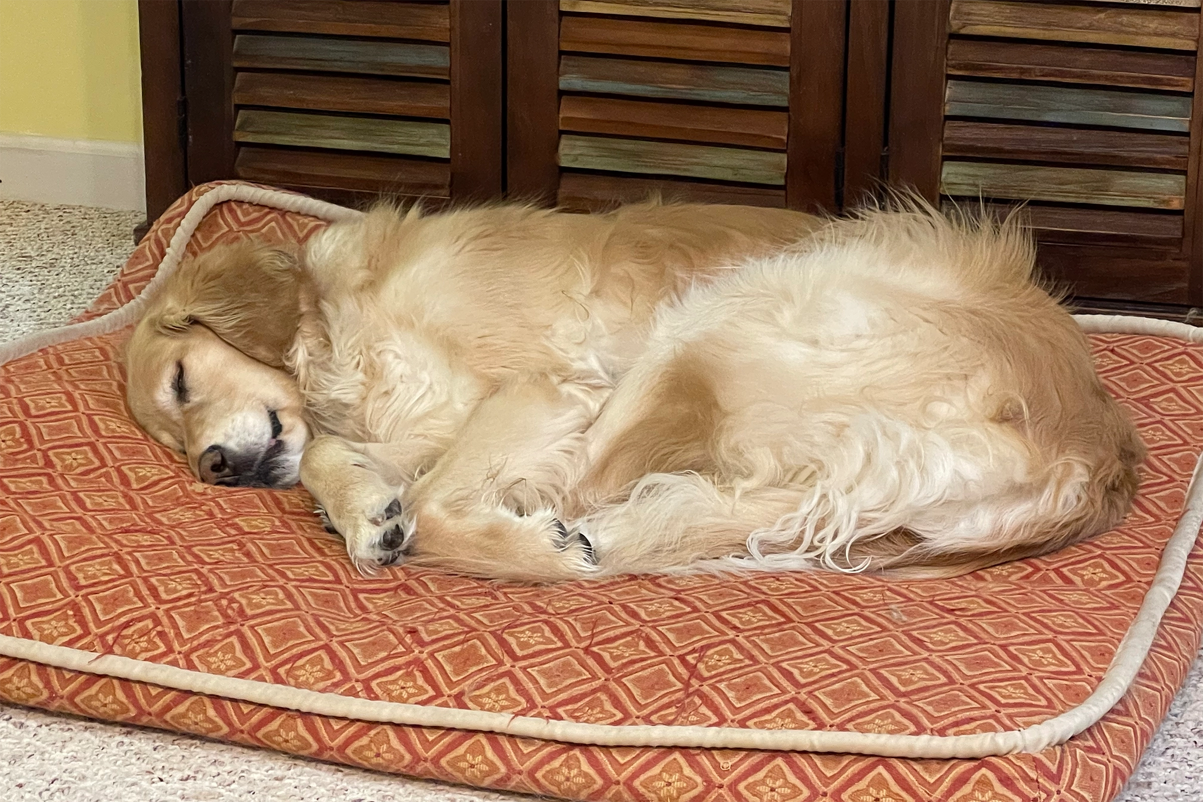 older golden taking nap on bed