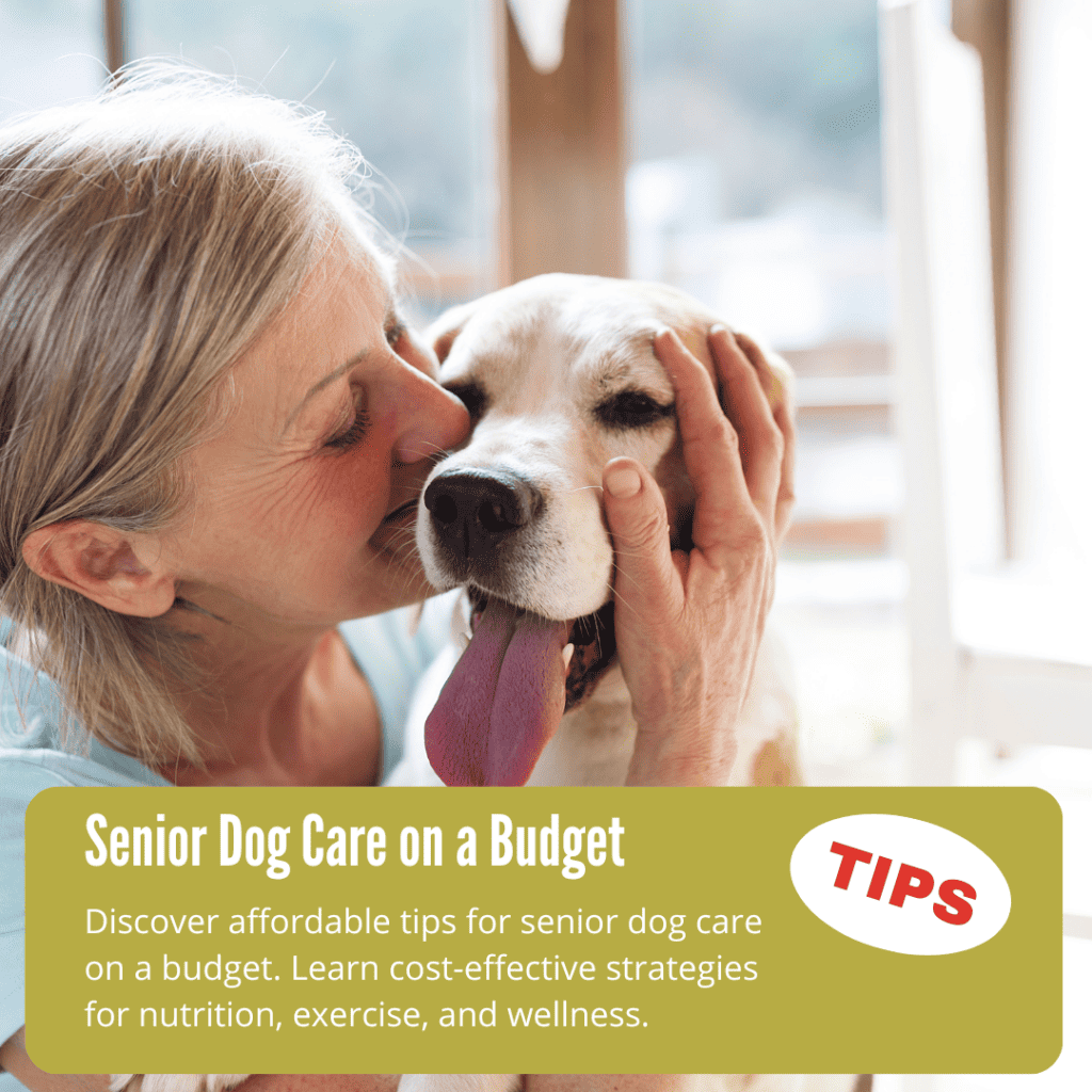Senior Dog Care on a Budget: Affordable Tips to Help Aging Dogs