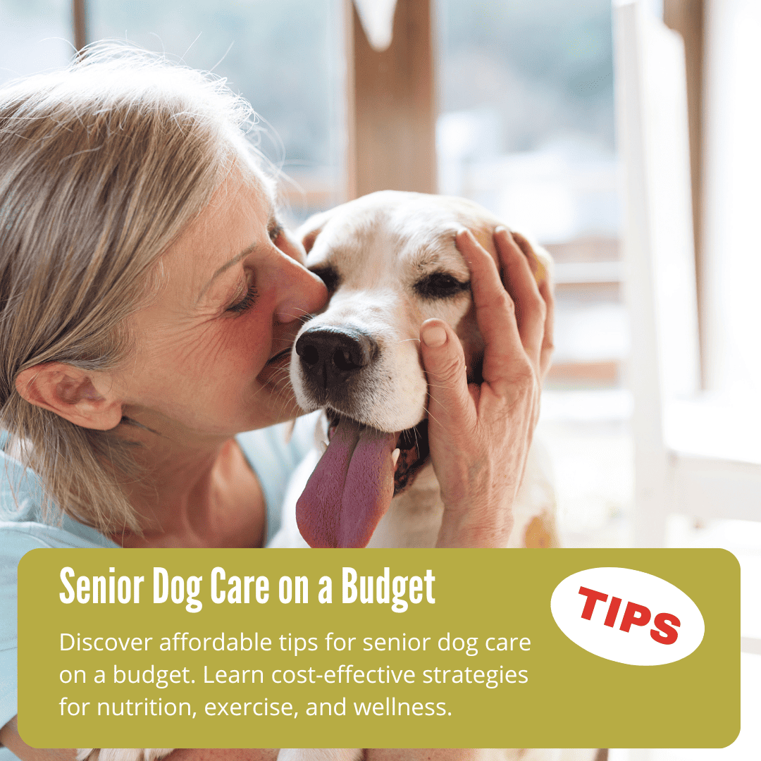 senior dog care on a budget