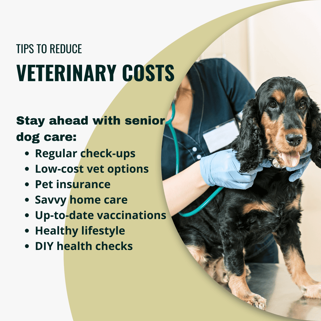 senior dog vet care