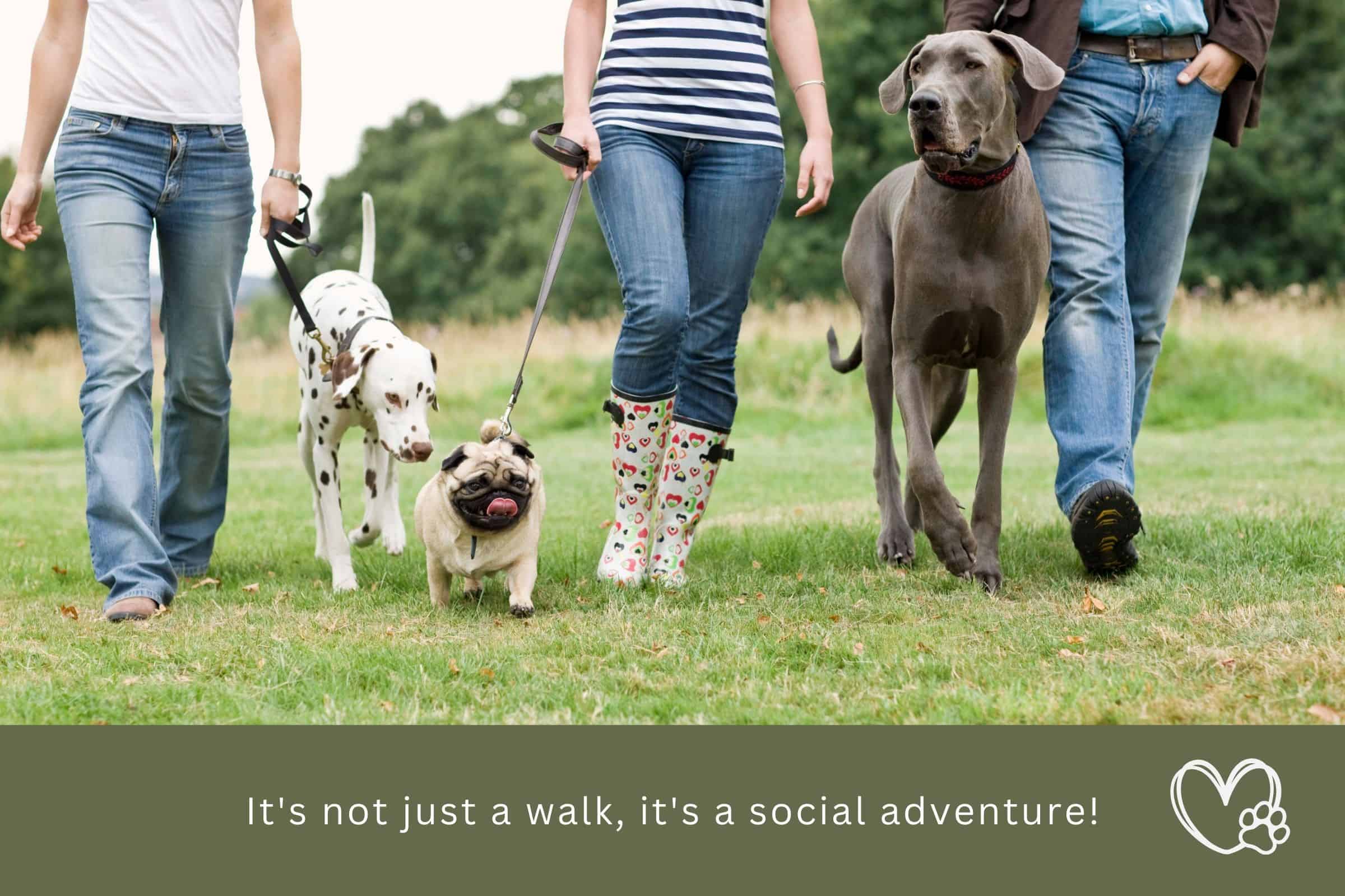 social benefits of daily dog walks