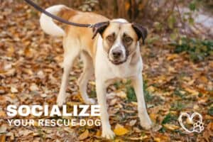 socialize your rescue dog