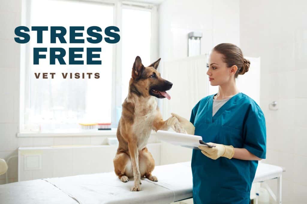 stress free prepare your dog for a vet visit