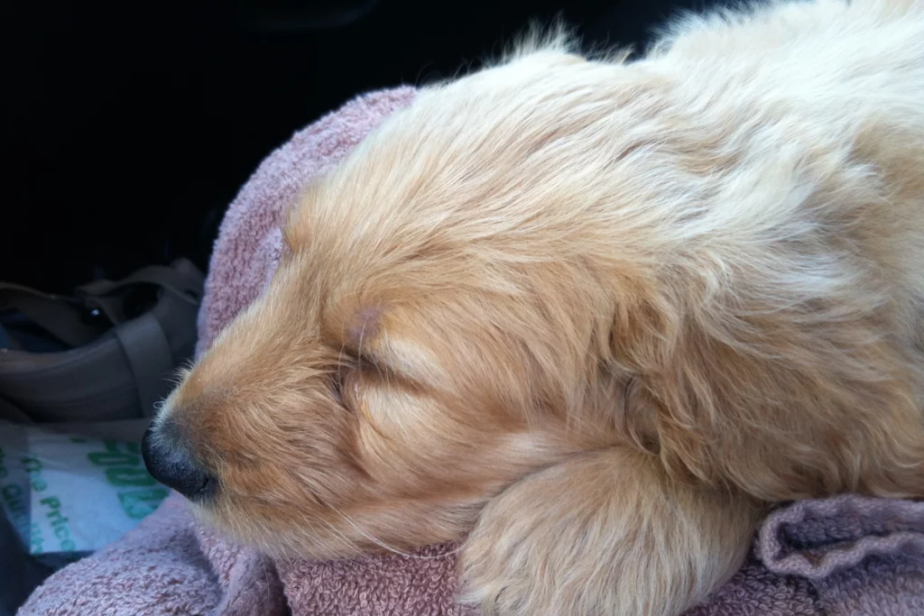 temp-goldendoodle-puppy-face-sleeping