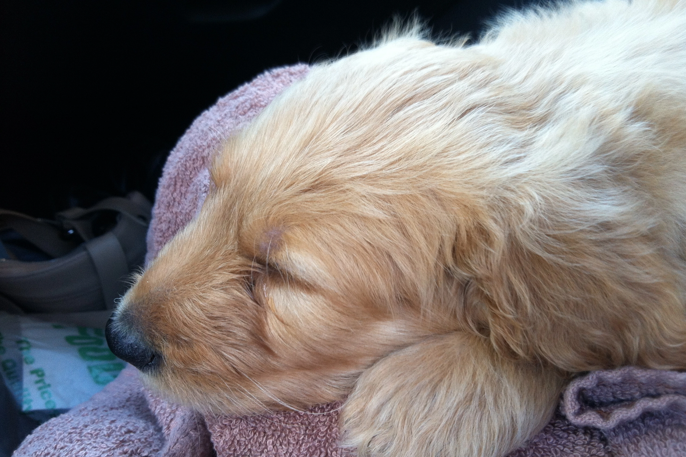 goldendoodle puppy face sleeping