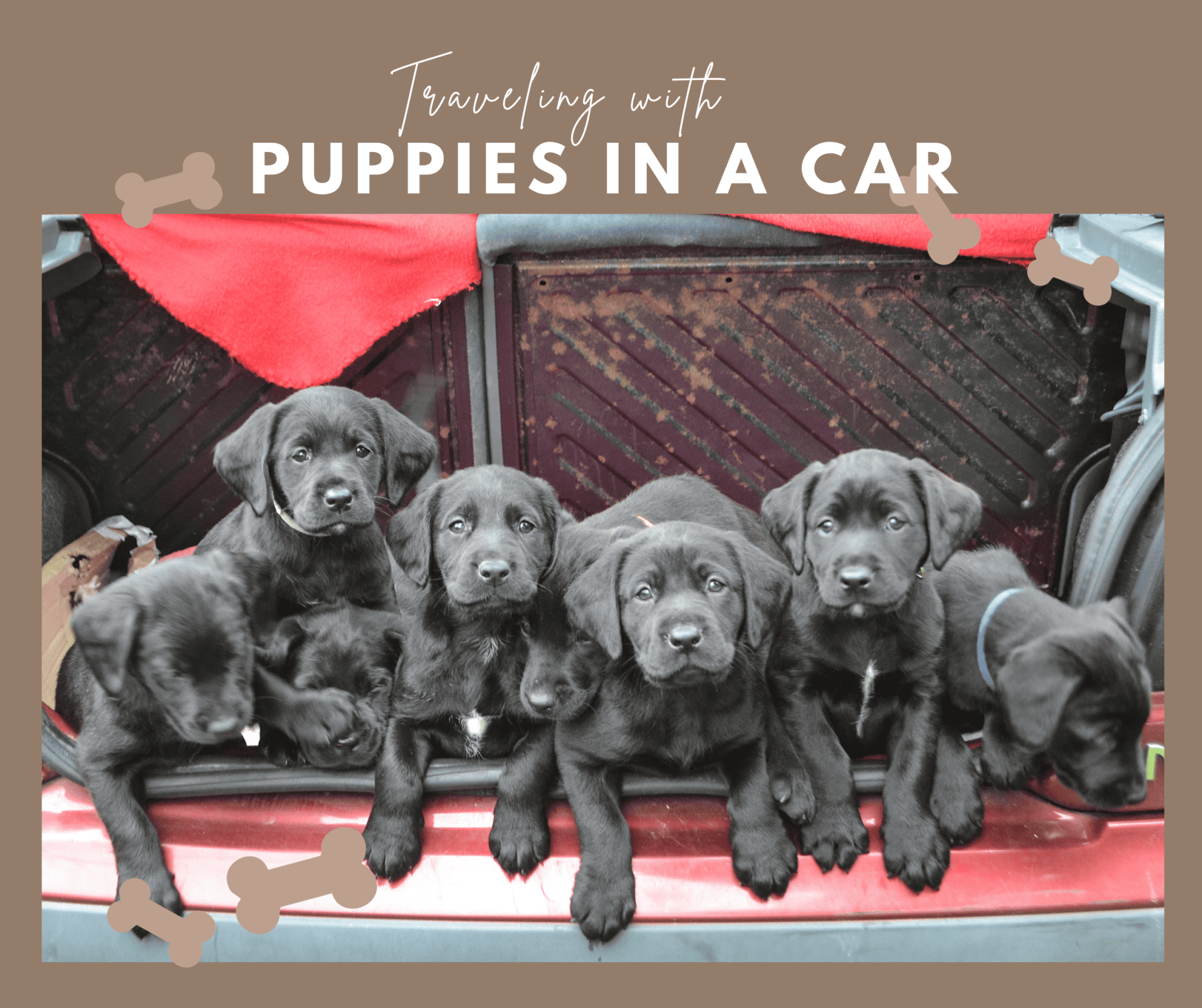 Traveling with a Puppy in a Car Best Tips for a Smooth Journey