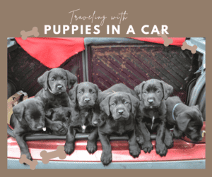 traveling with puppies in a car black labs