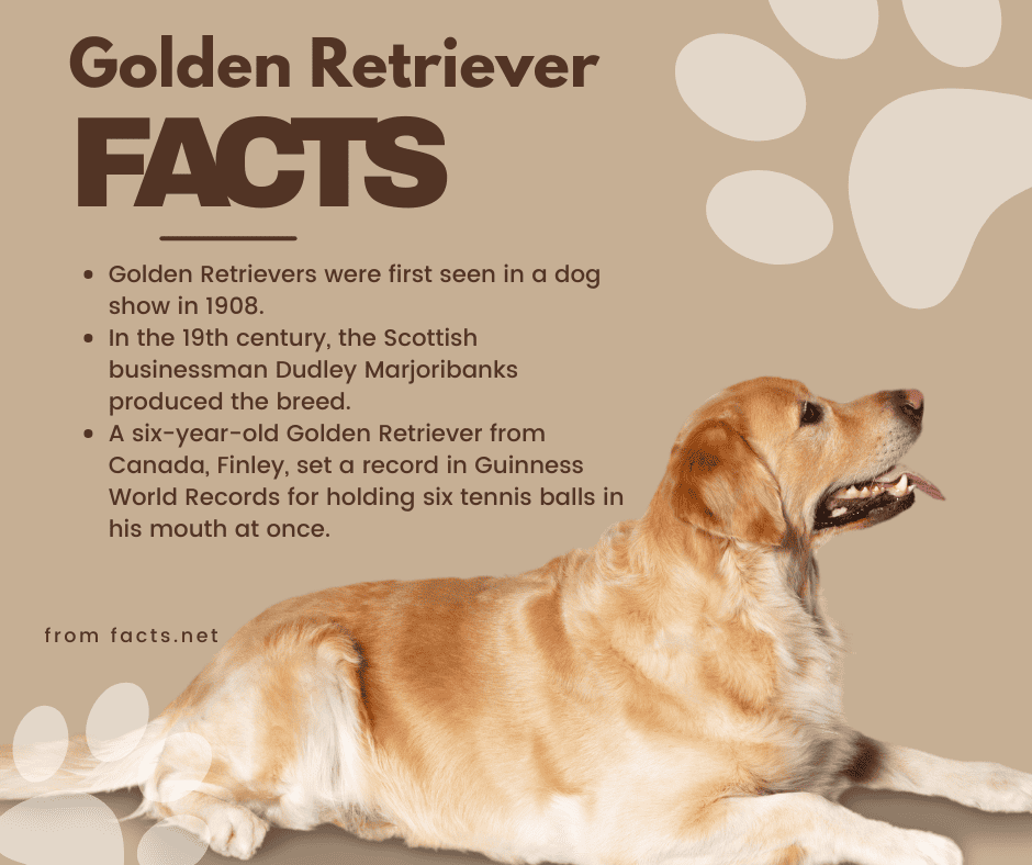 unique traits of golden retrievers