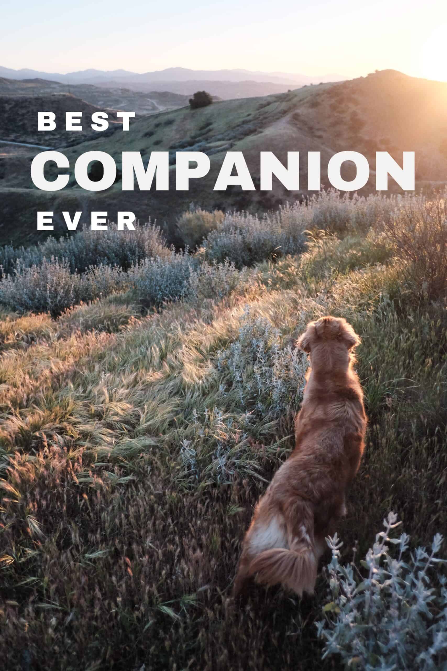 best hiking companion dog