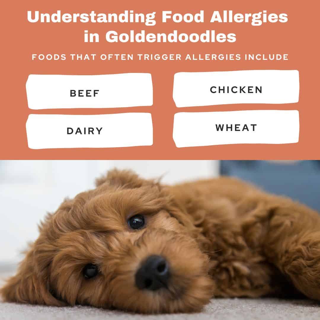 food allergies in goldendoodles