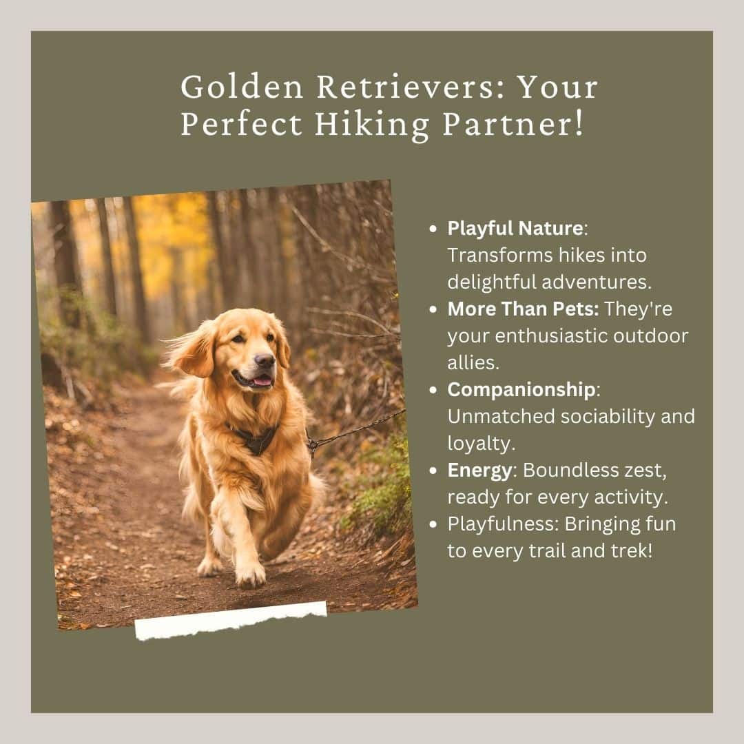 golden retriever hiking partner