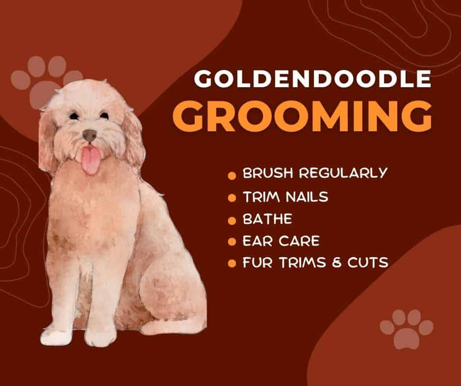 goldendoodle grooming tips