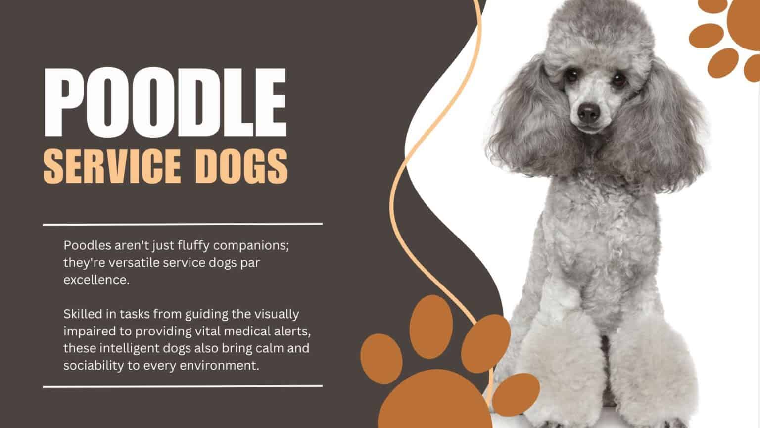 Poodle Service Dog: Changing Lives with Skill and Intelligence