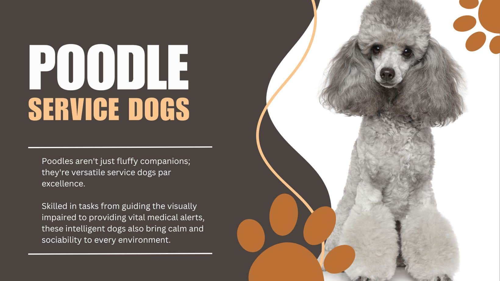 poodle service dog