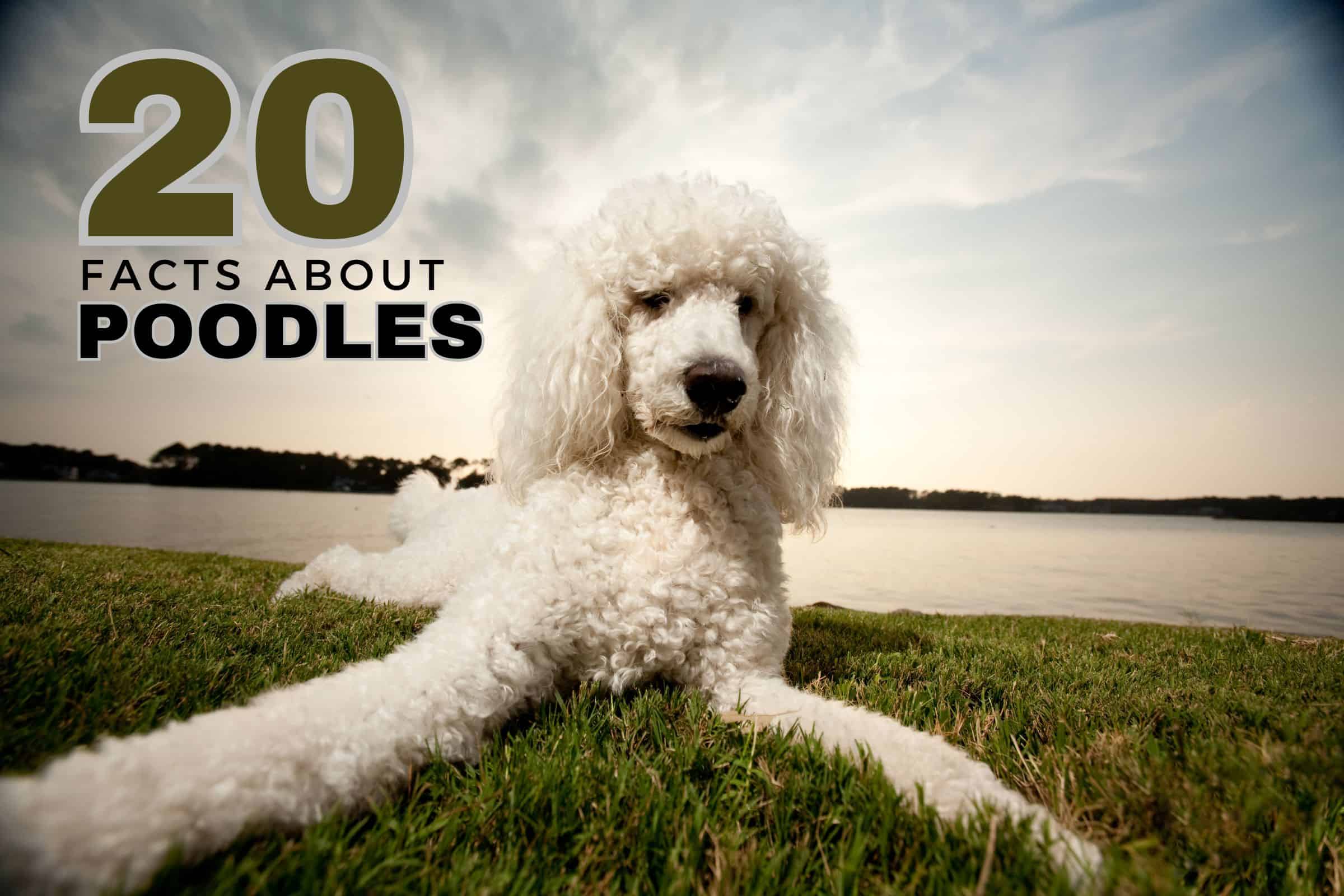 20 facts about poodles