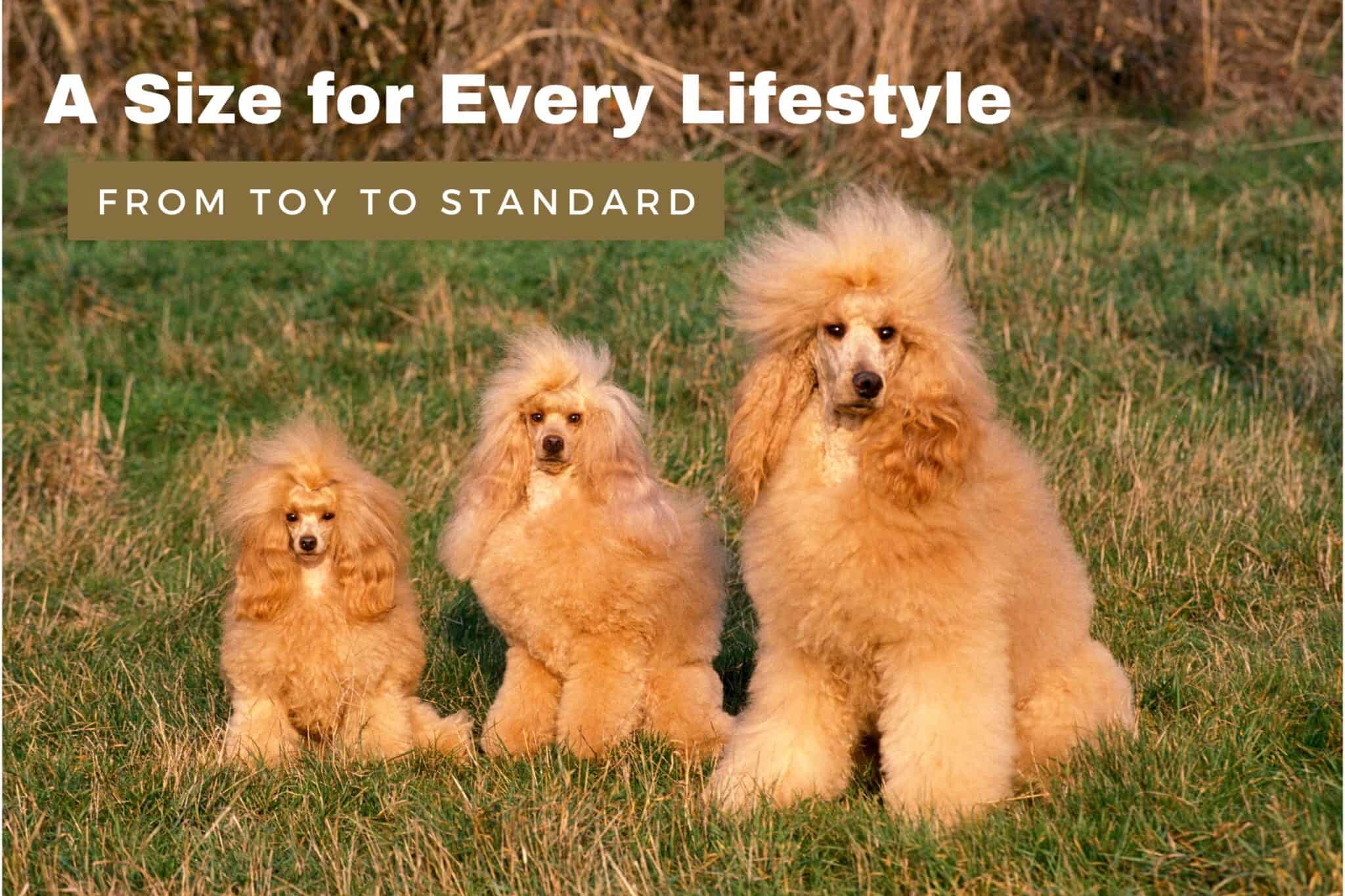 Poodles And Their Unbeatable Agility: Fun Facts