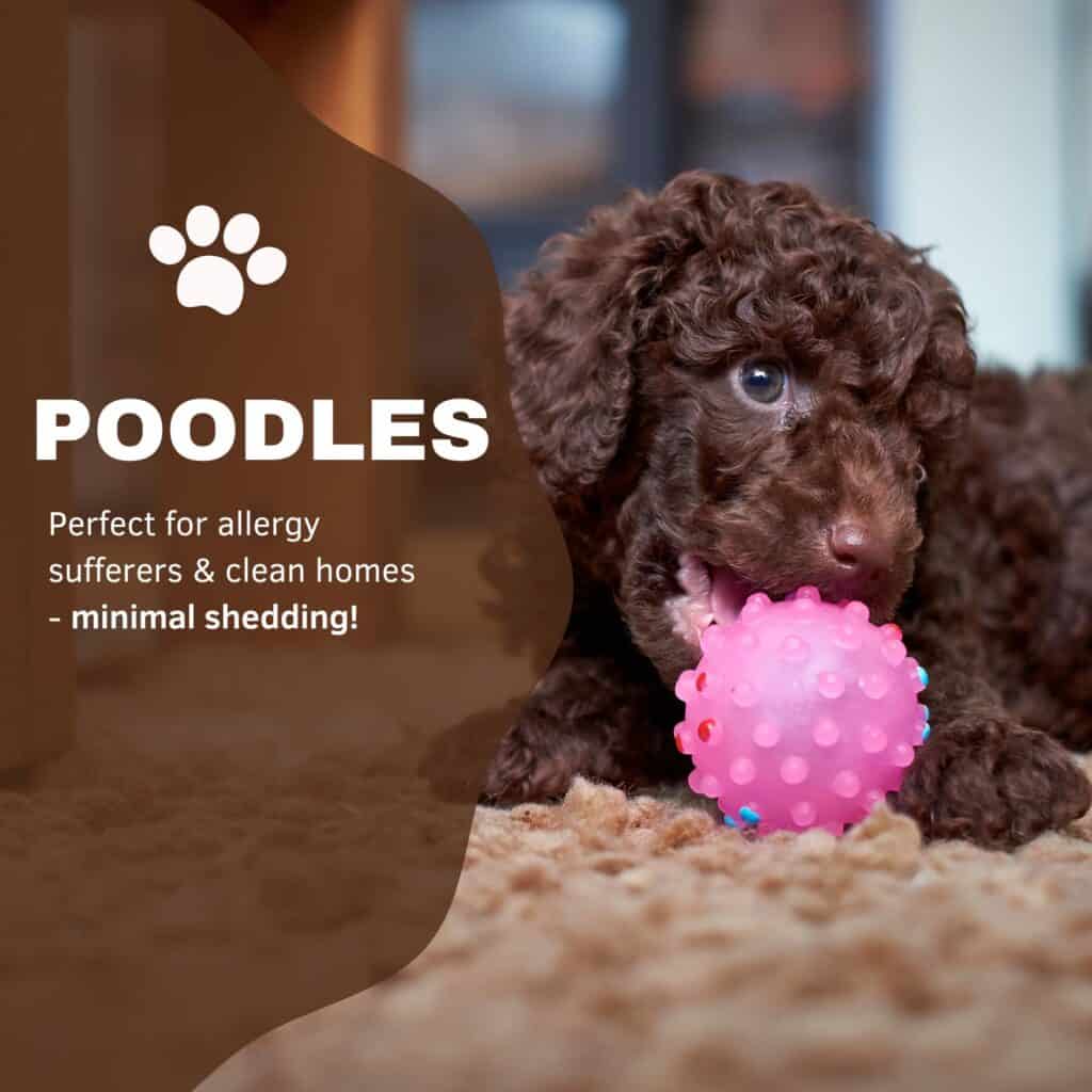 Image showcasing Poodle Shedding: Understanding Your Curly Companion’s Coat