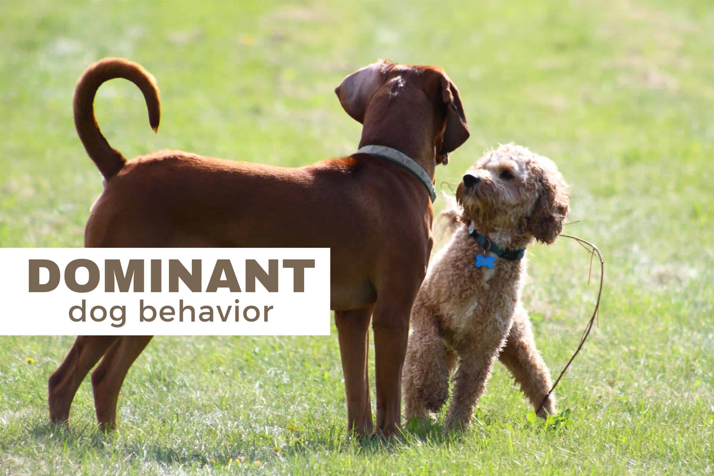 dominant dog behavior